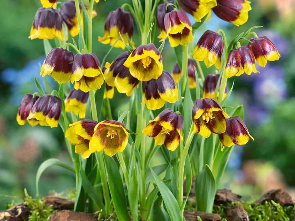 Fritillaria michailovskyi (Michael's Flower) - World of Flowering Plants