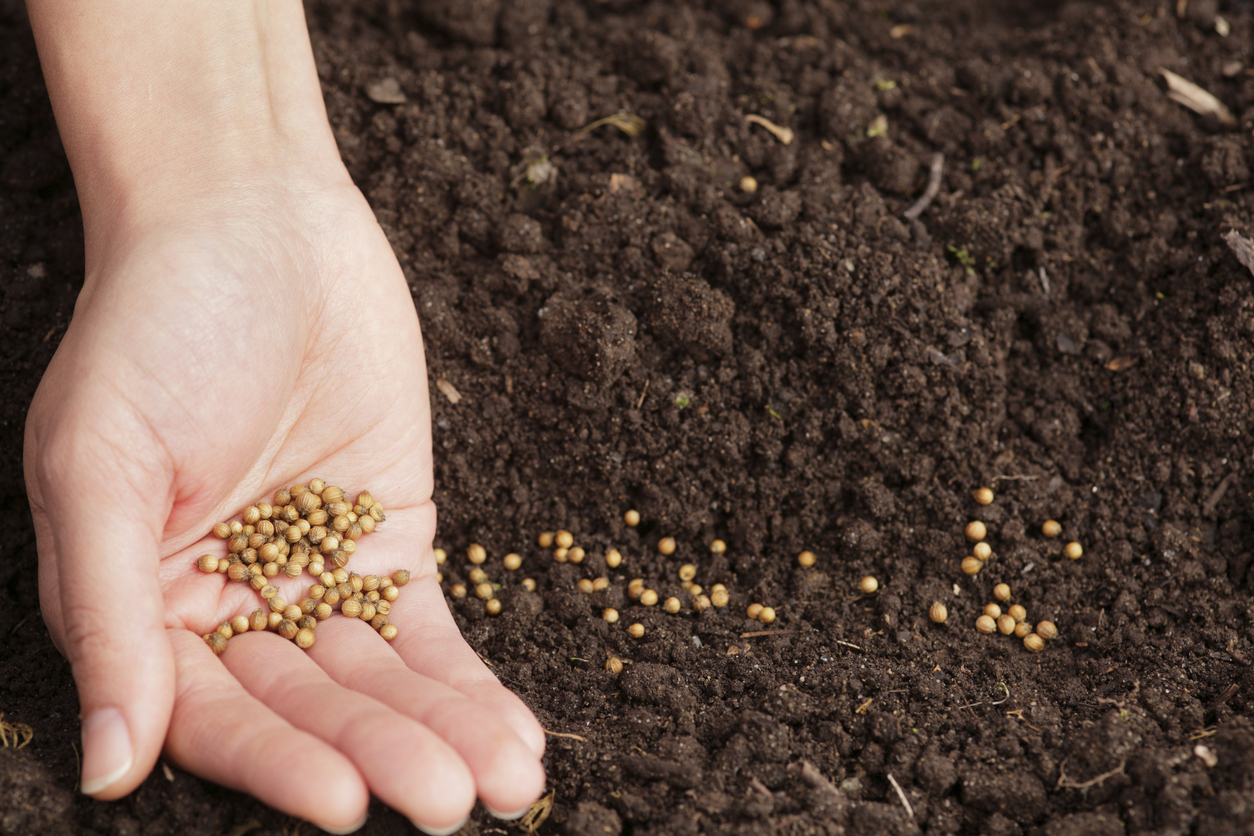 What's the Charles Dowding Multi-Sowing Seeds Method? - Food Gardening  Network