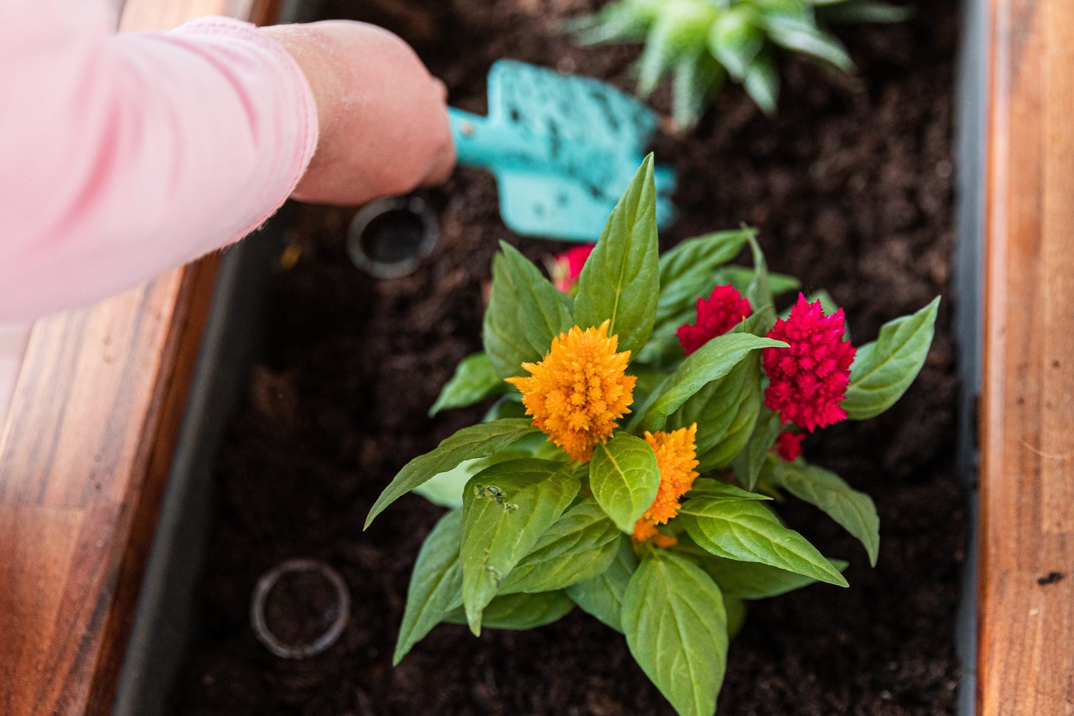 The Ultimate Celosia Planting Guide: Bring Bold Colors to Your Garden