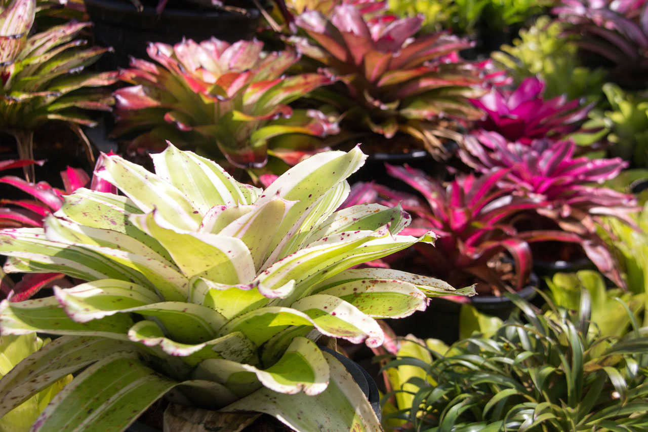 How To Grow Bromeliads in Perth - Guildford Garden Centre