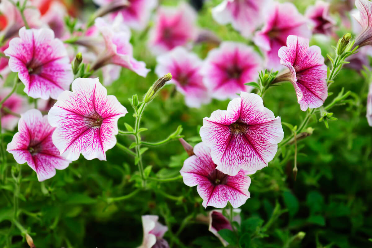 How & When To Plant Petunias | Kellogg Garden Organics™