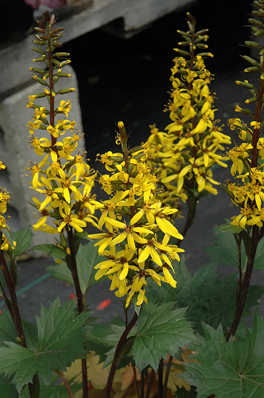 Little Rocket Ligularia