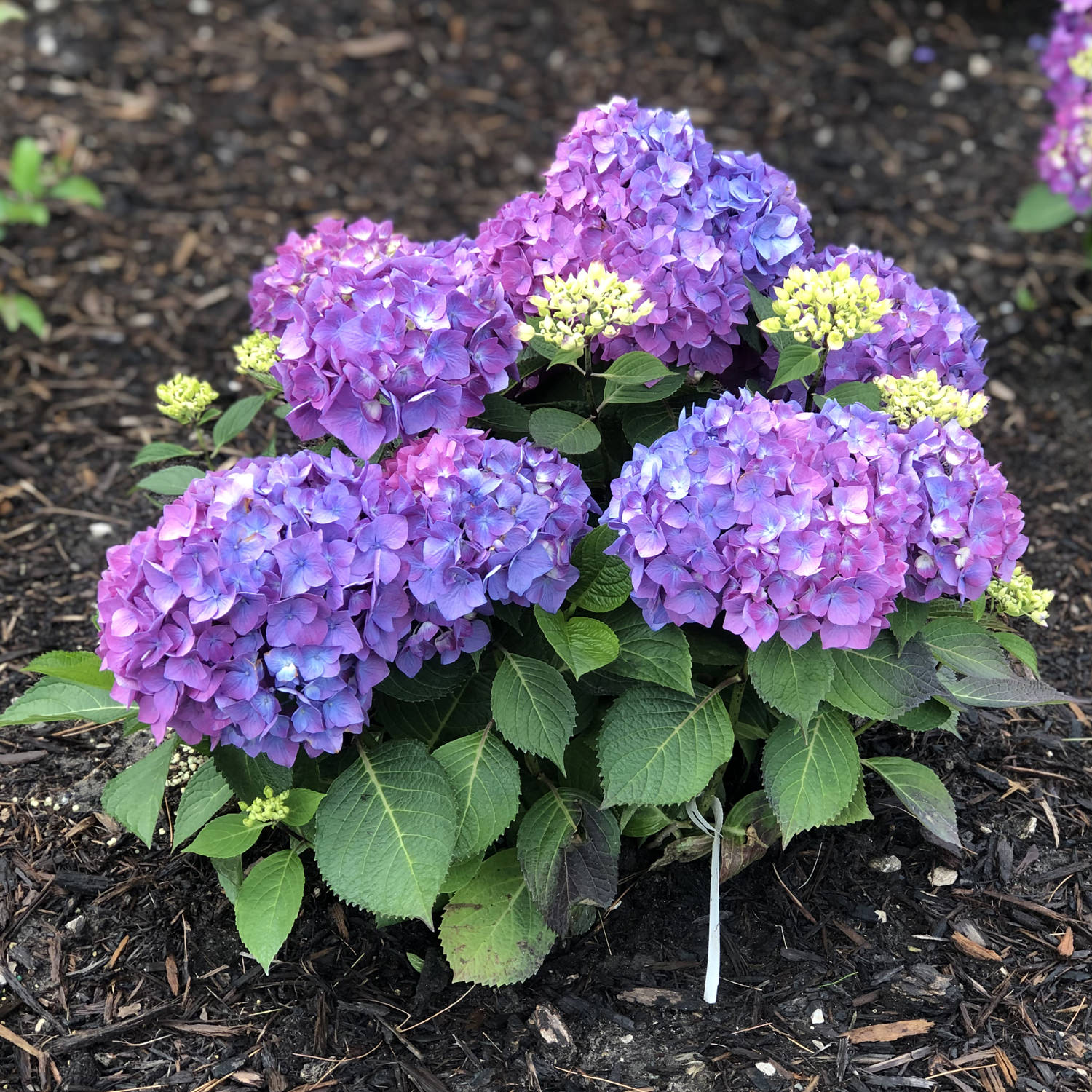 LET'S DANCE® RAVE® Hydrangea- Garden Crossings