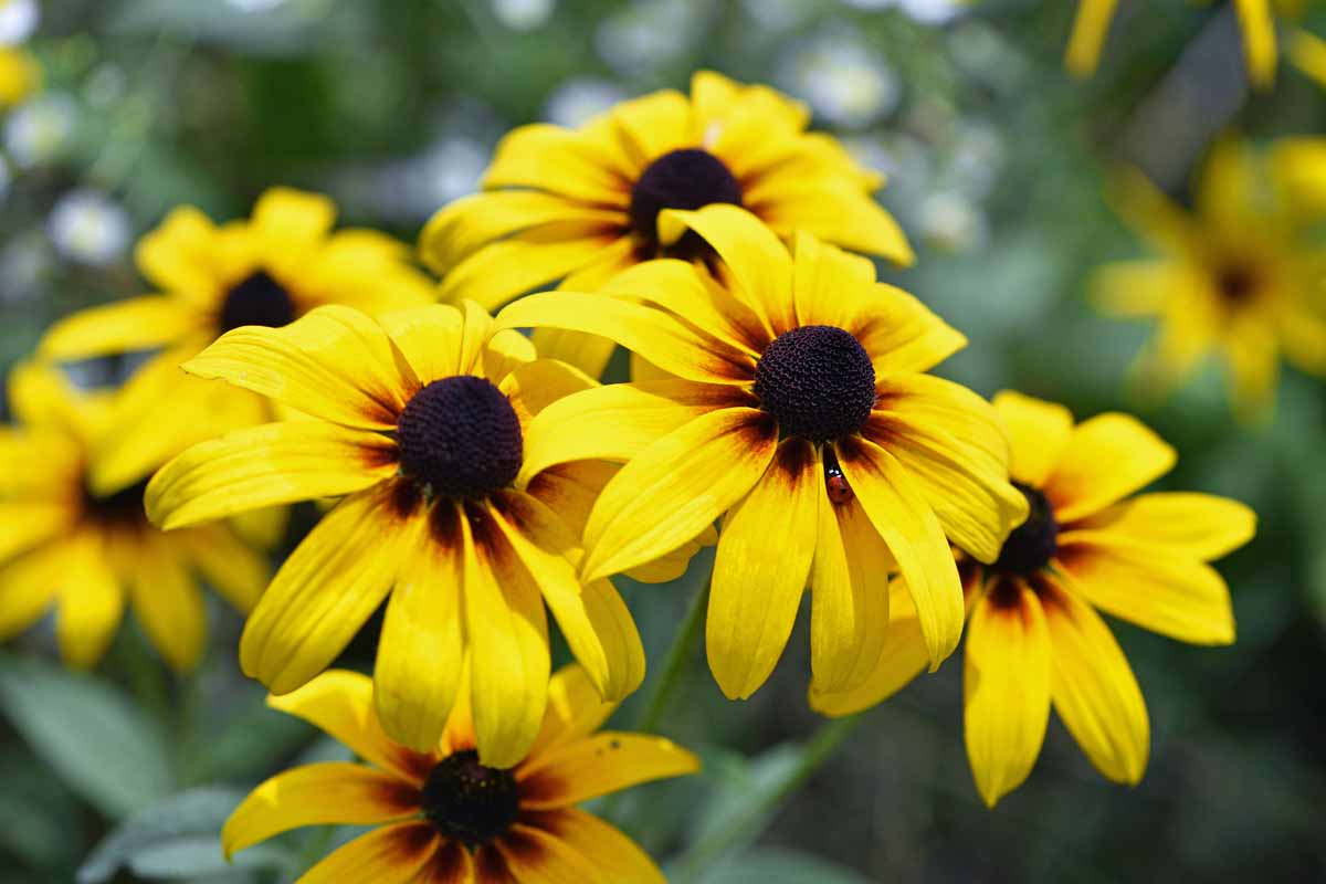 12 Speedy Annuals That Bring Instant Color to Your Garden