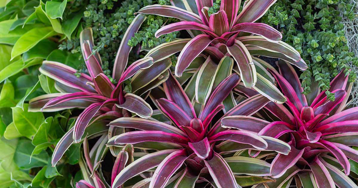 How to Grow and Care for Bromeliads Indoors | Gardener's Path