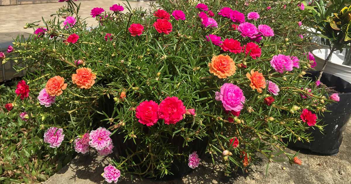 How to Grow and Care for Portulaca (Moss Rose)