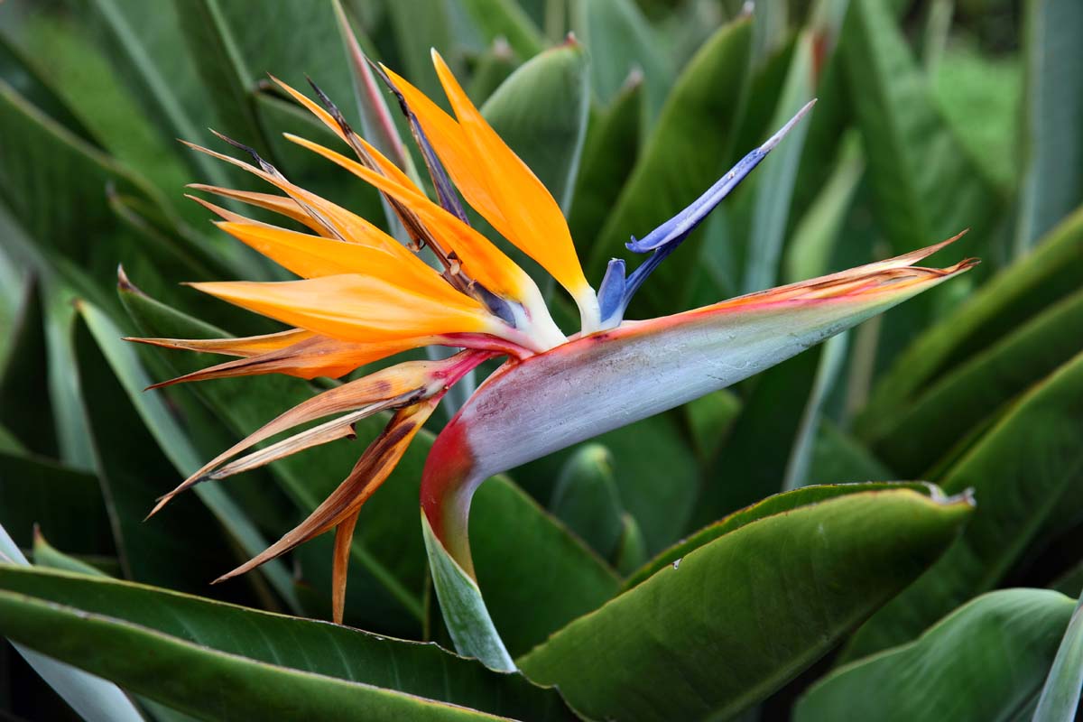 How to Grow and Care for Bird of Paradise Plants (Strelitzia)