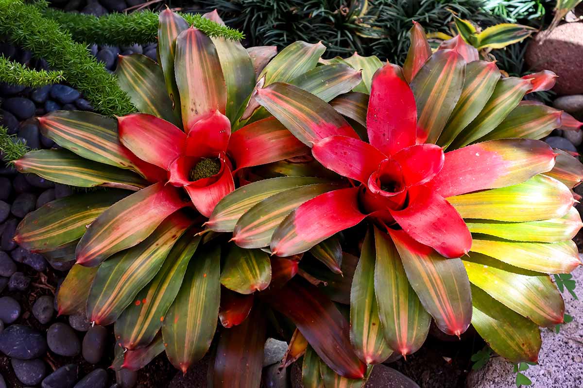 Exploring the Beauty and Care of Bromeliads