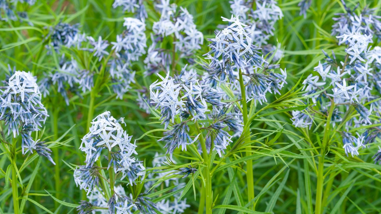 7 Beautiful Amsonia Varieties For Your Garden