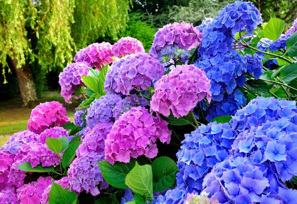 The Secret Behind the ‘Hydrangea Hysteria’ That’s Gripping the Northeast