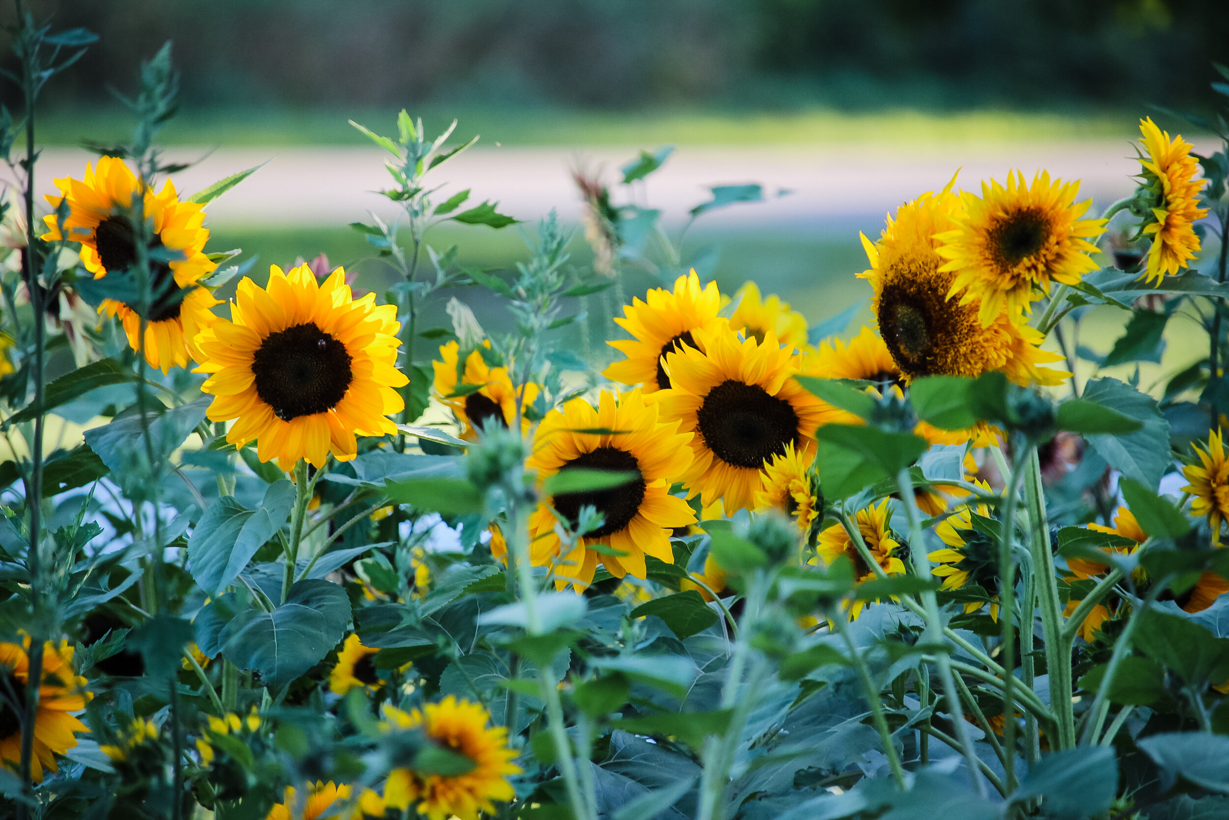 How to Grow: Sunflowers — Three Acre Farm