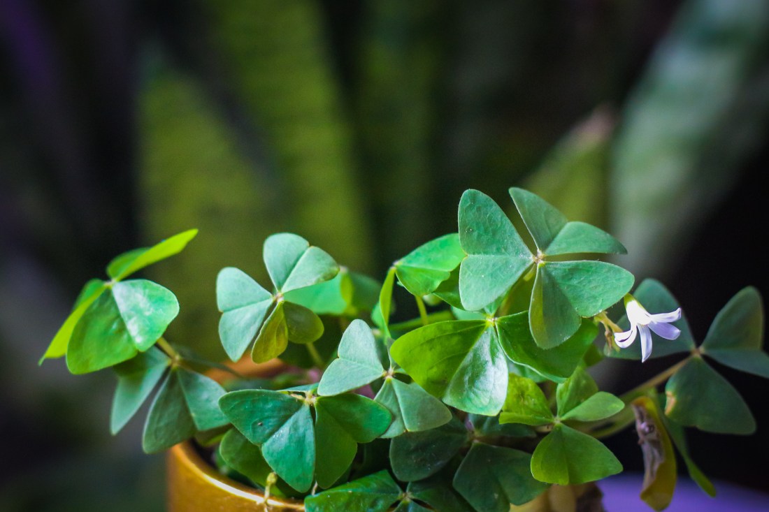 Shamrock Care tips - The Botanical Texan