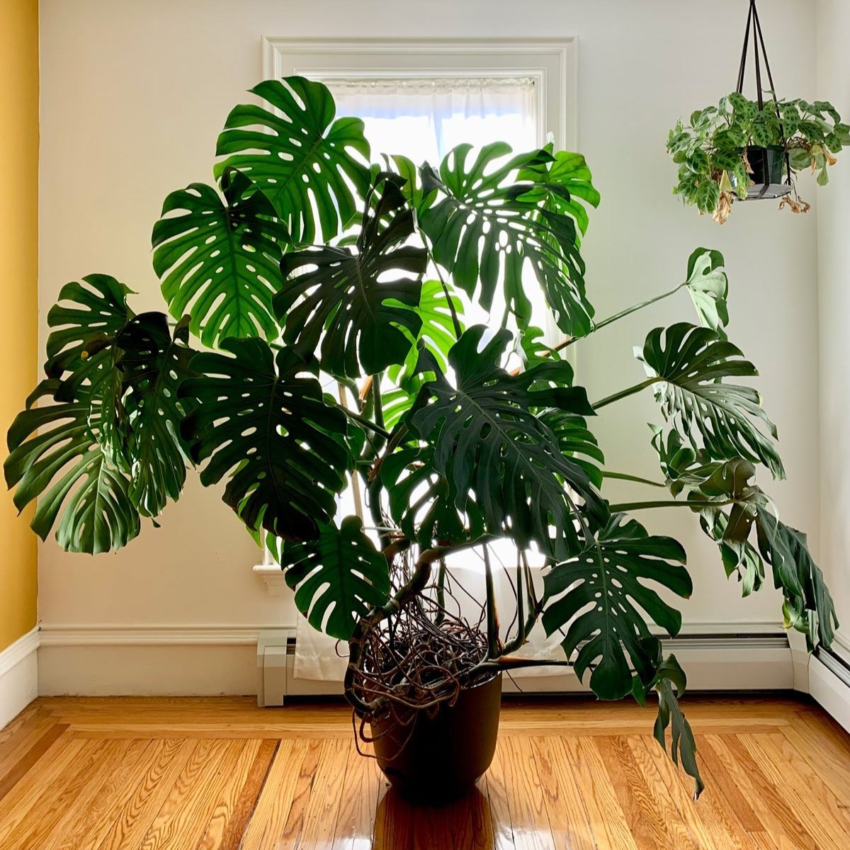 Trending Houseplants: The Most Popular Indoor Greens in America