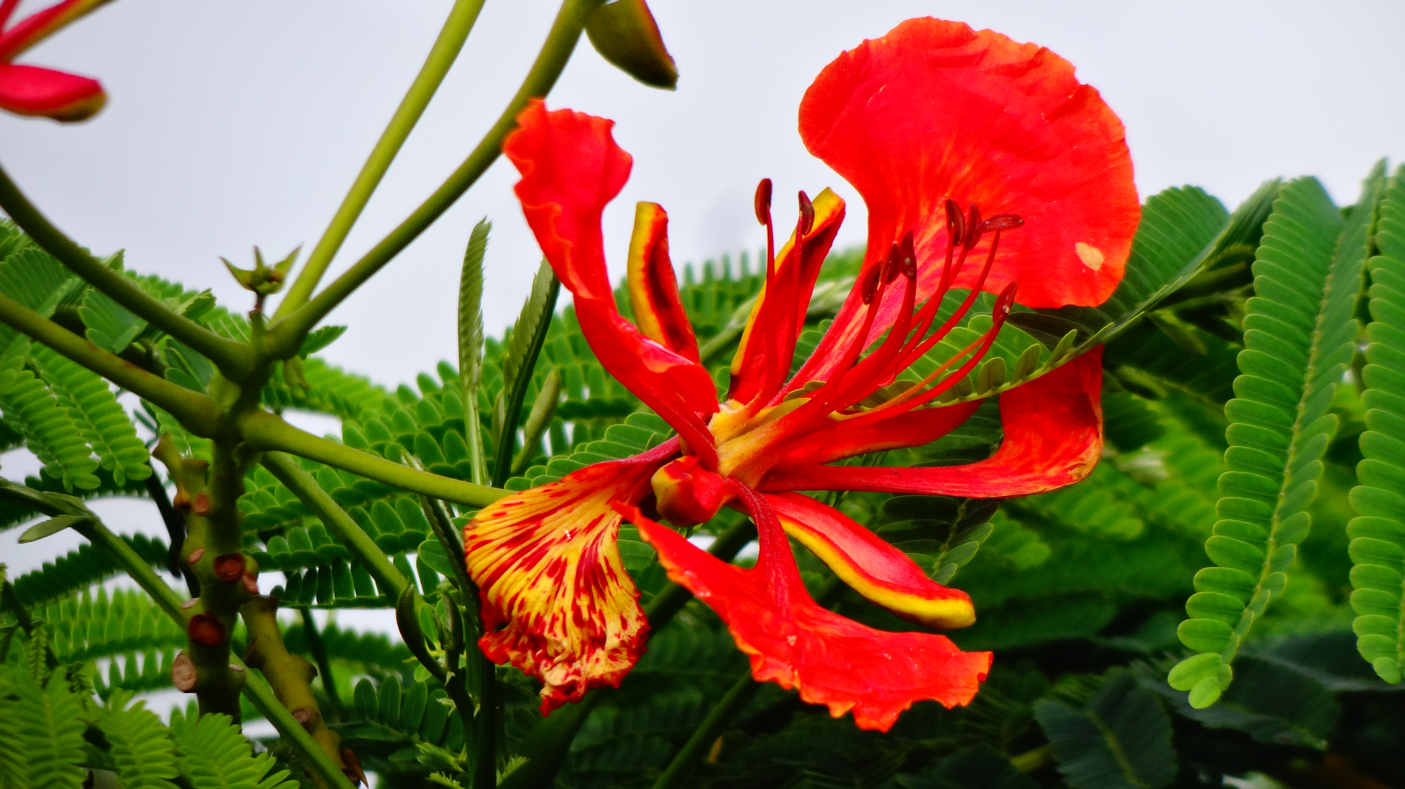 The Royal Poinciana: A Symbol of Tropical Elegance and Color