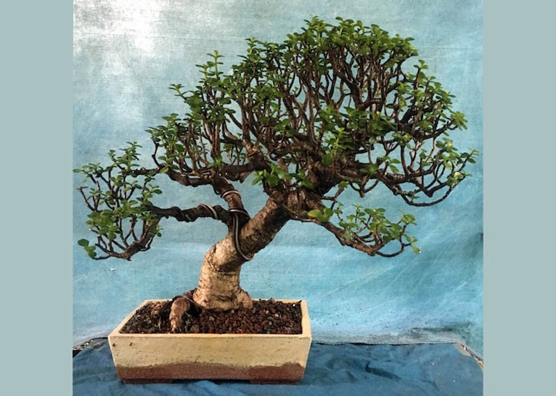 Care guide for the Jade Bonsai (Crassula, Portulacaria) - Bonsai Empire