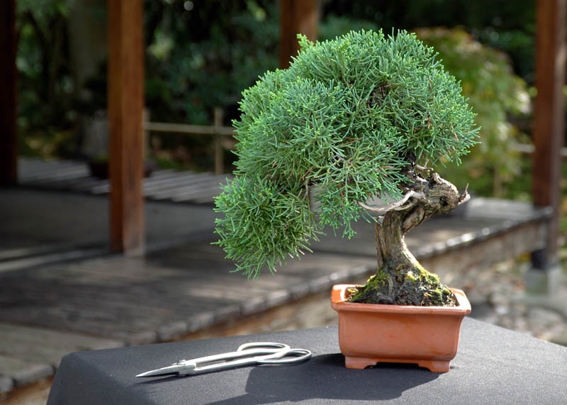 Care guide for the Juniper Bonsai tree (Juniperus) - Bonsai Empire