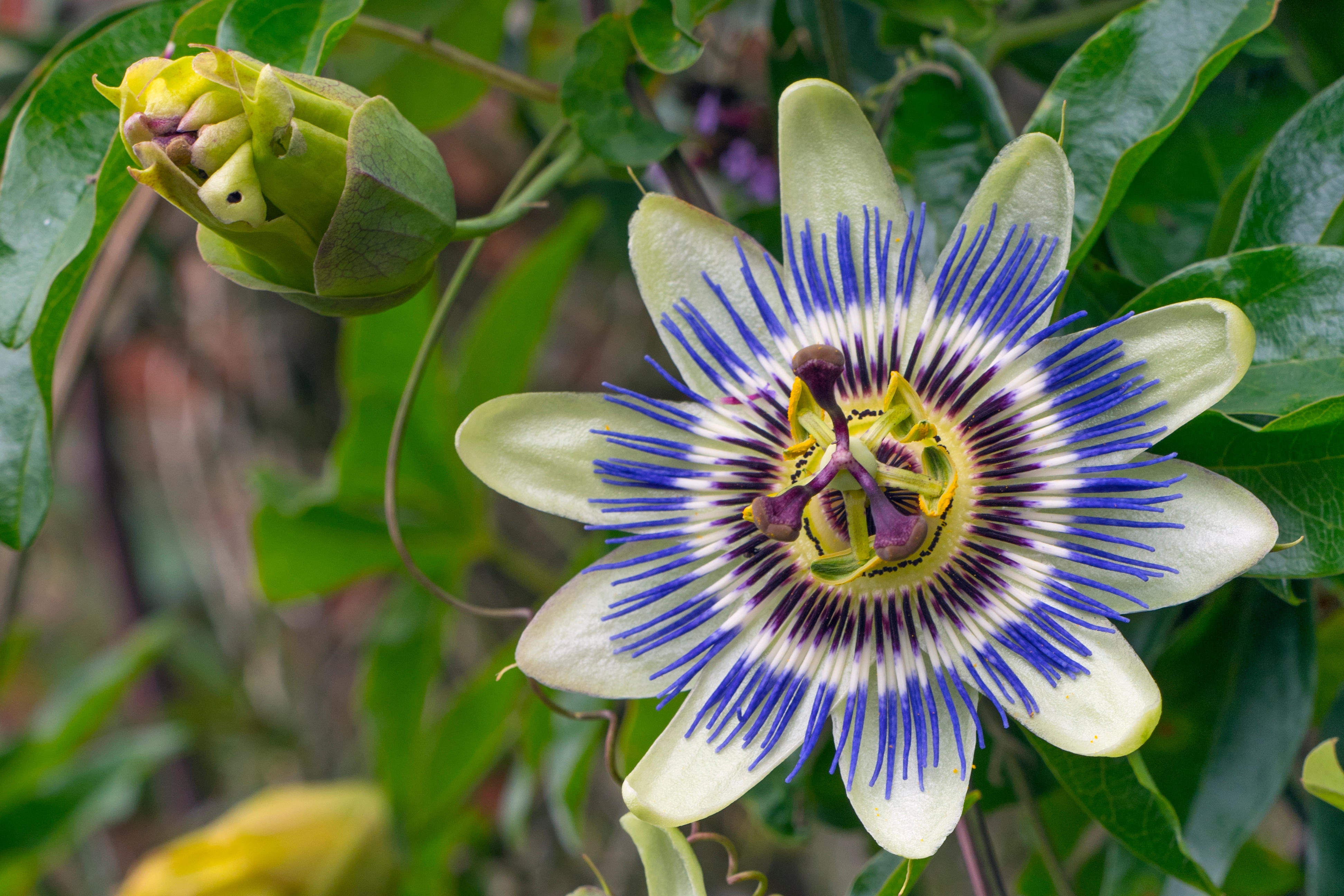 Passion flower: How to plant, grow and care for passion flowers in the UK |  House & Garden