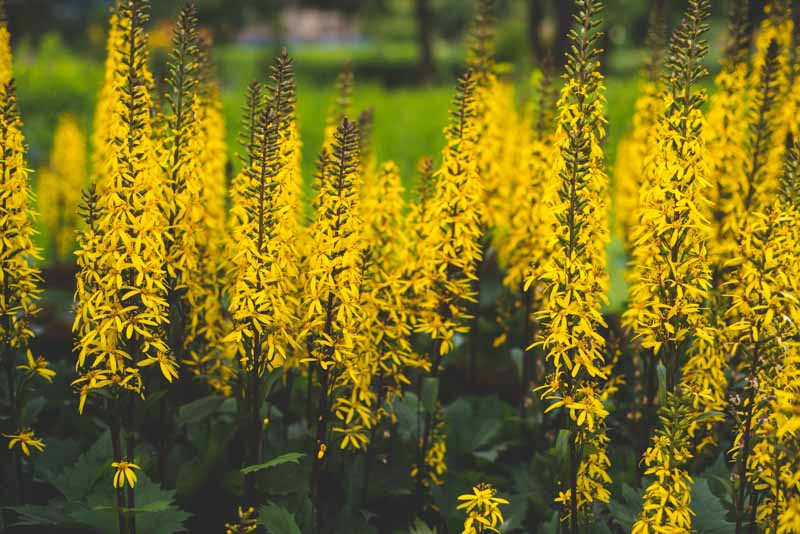 Ligularia przewalskii (Leopard Plant)