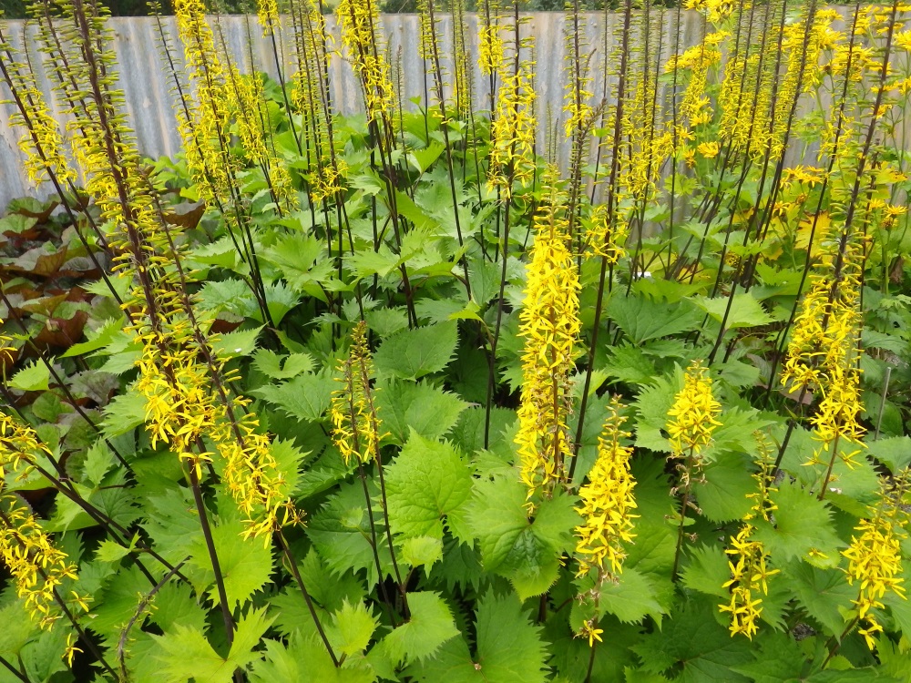 Ligularia stenocephala The Rocket