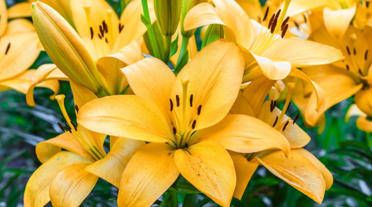 17 Different Types of Yellow Lily Cultivars