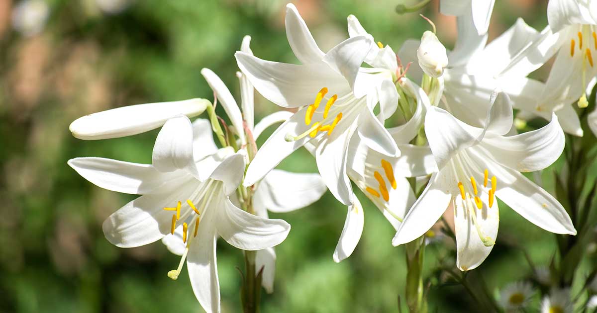 27 of the Best Lily Varieties | Gardener's Path