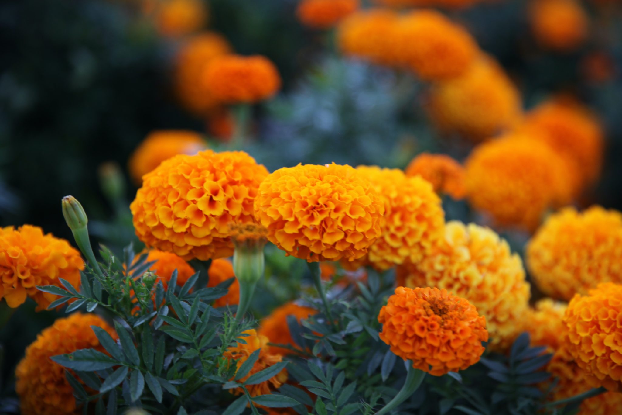 The Cosmos Flower: A Colorful Symbol of Harmony and Beauty