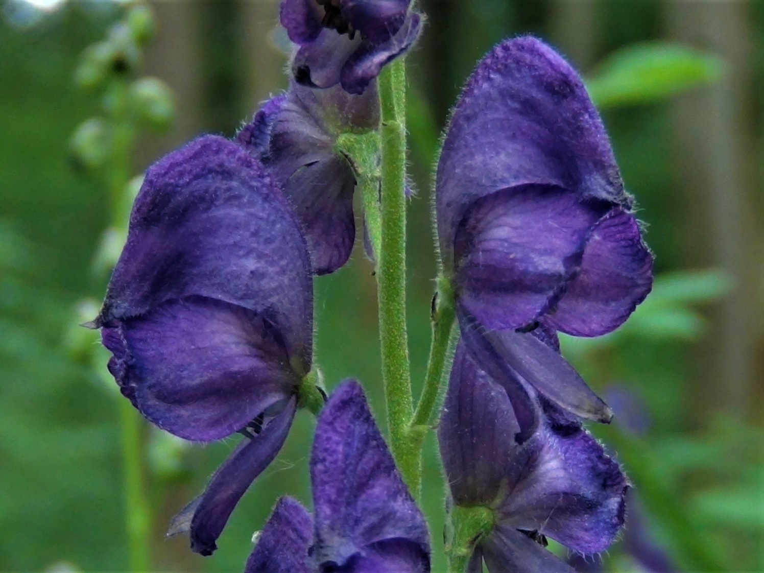 Monkshood