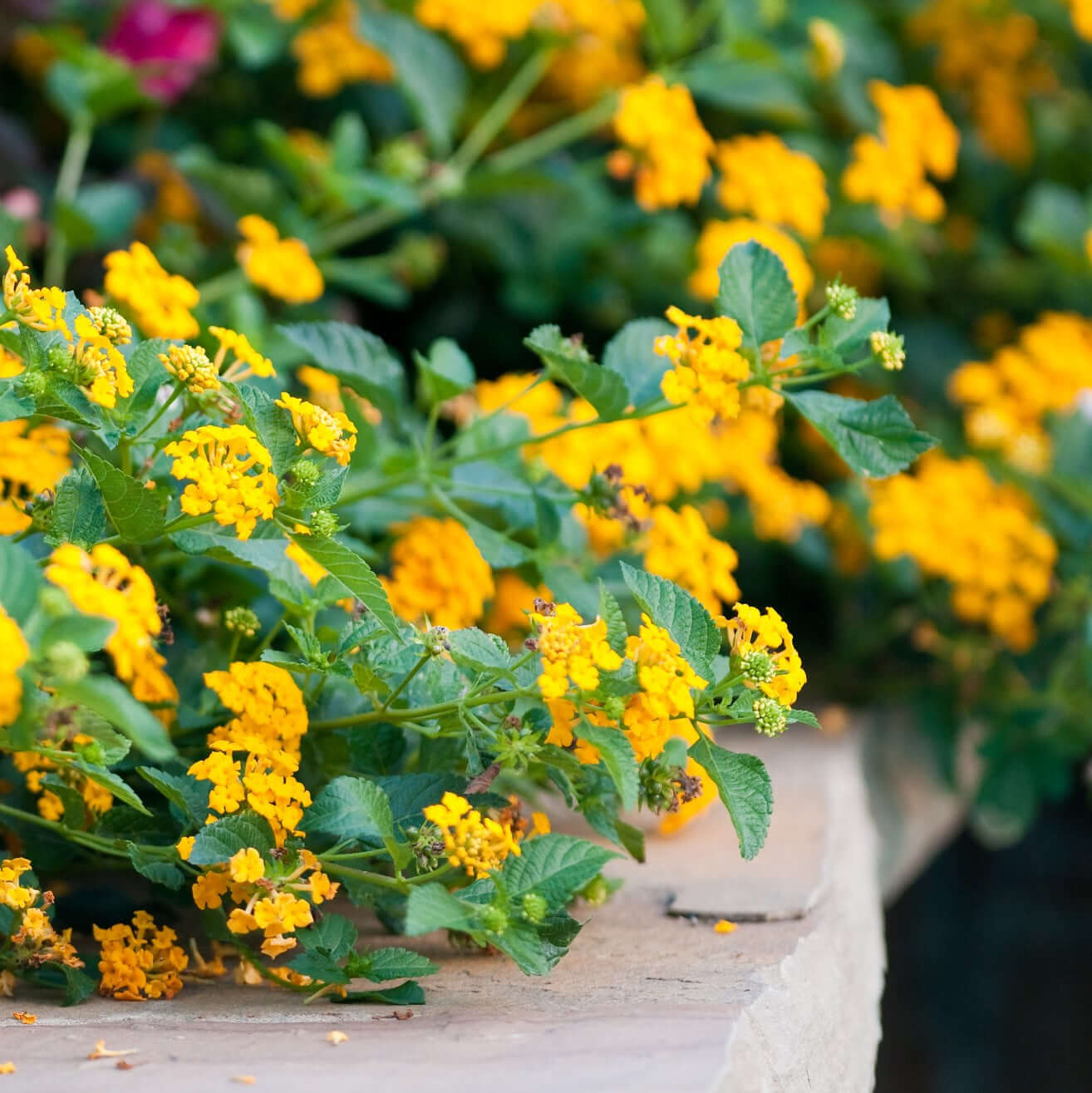 New Gold Trailing Lantana | Plants Express