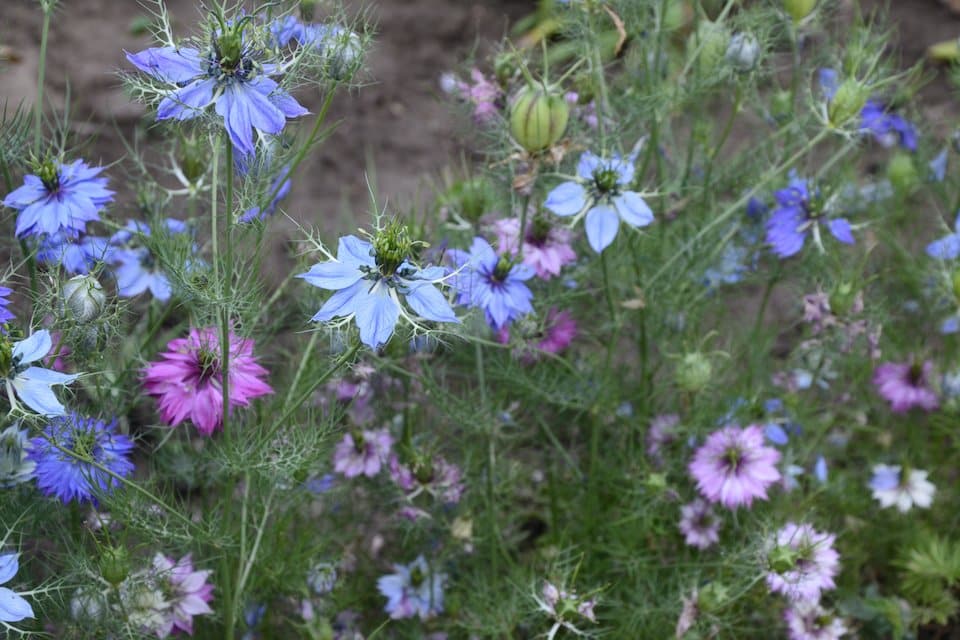 Miss Jekyll Nigella Seeds — San Diego Seed Company