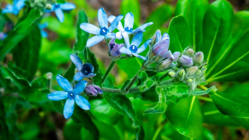 Oxypetalum coeruleum - Tweedia - Bee Haven Gardens