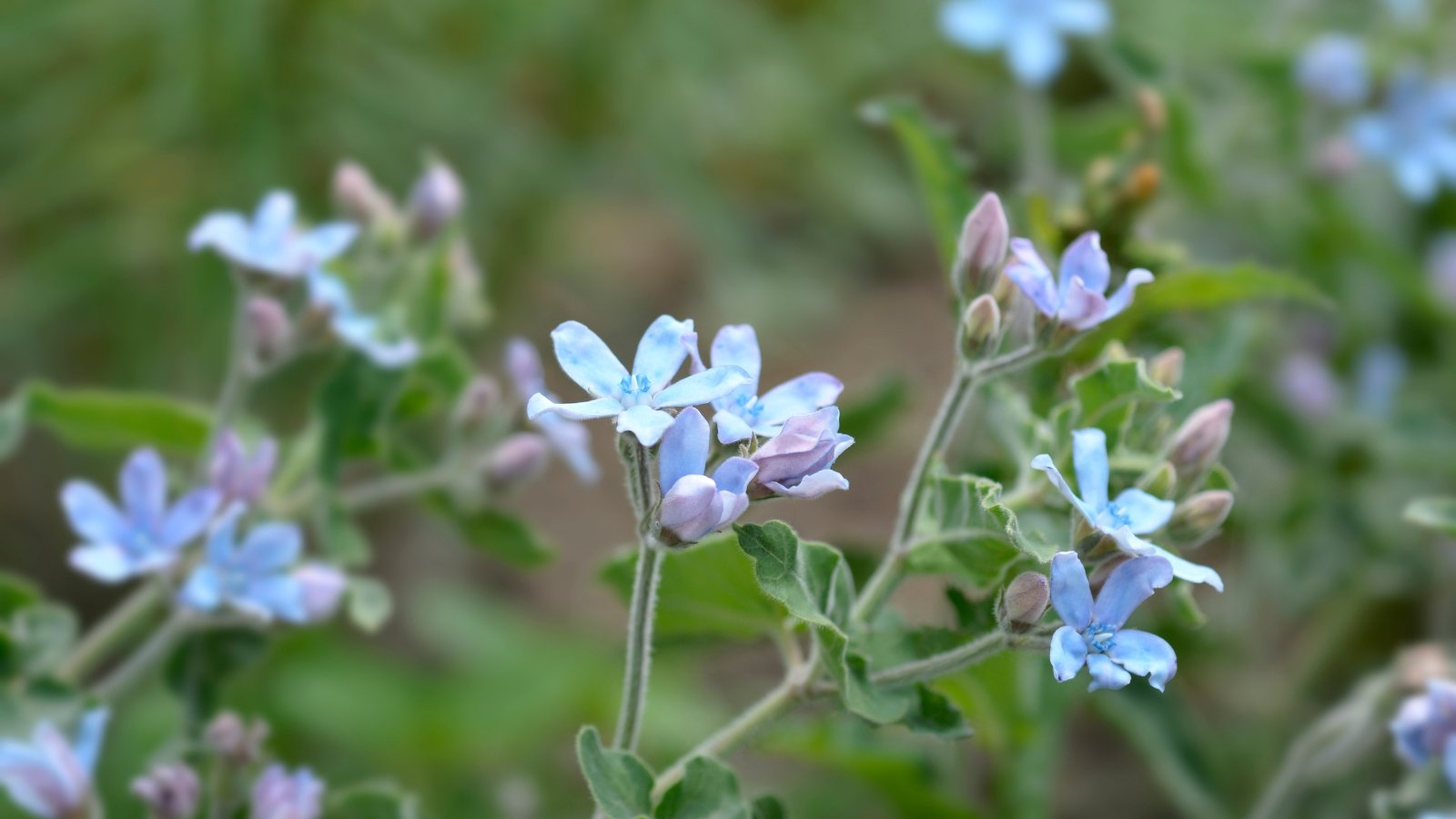 How to Plant, Grow, and Care for Tweedia: A Rare Blue Beauty