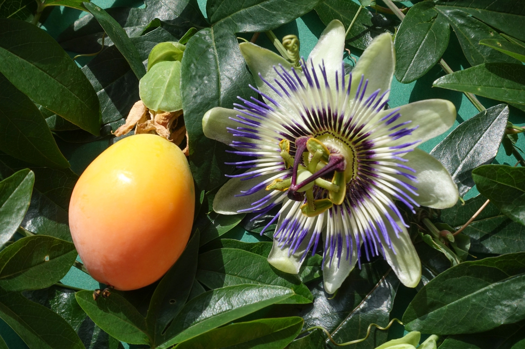 Passiflora caerulea (Bluecrown Passionflower, Blue Passionflower, Common  Passionflower, Flower of the Five Wounds, Passion flower, Southern Beauty,  Wild Apricot) | North Carolina Extension Gardener Plant Toolbox