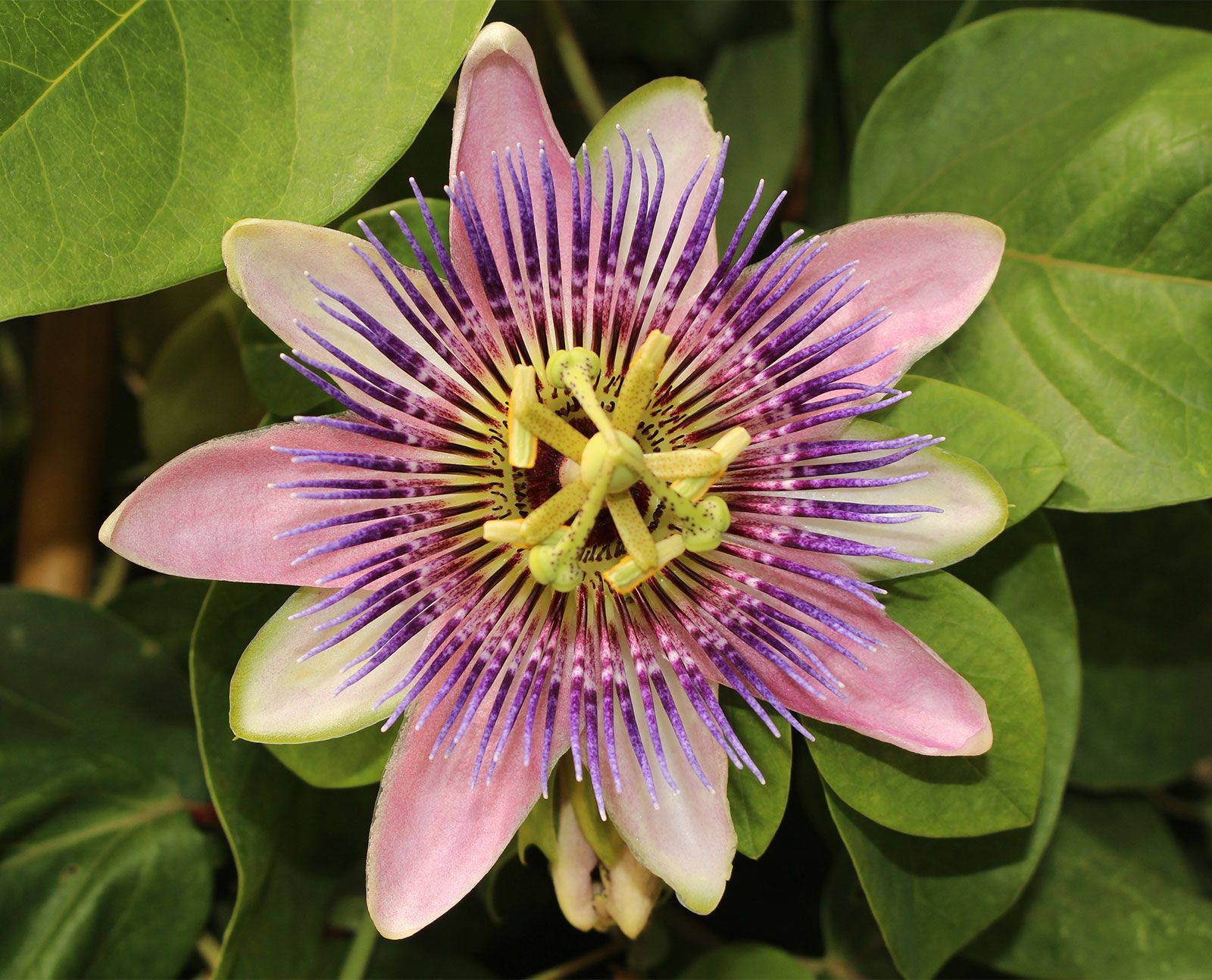 Passion flower | Description, Species, Symbolism, & Facts | Britannica