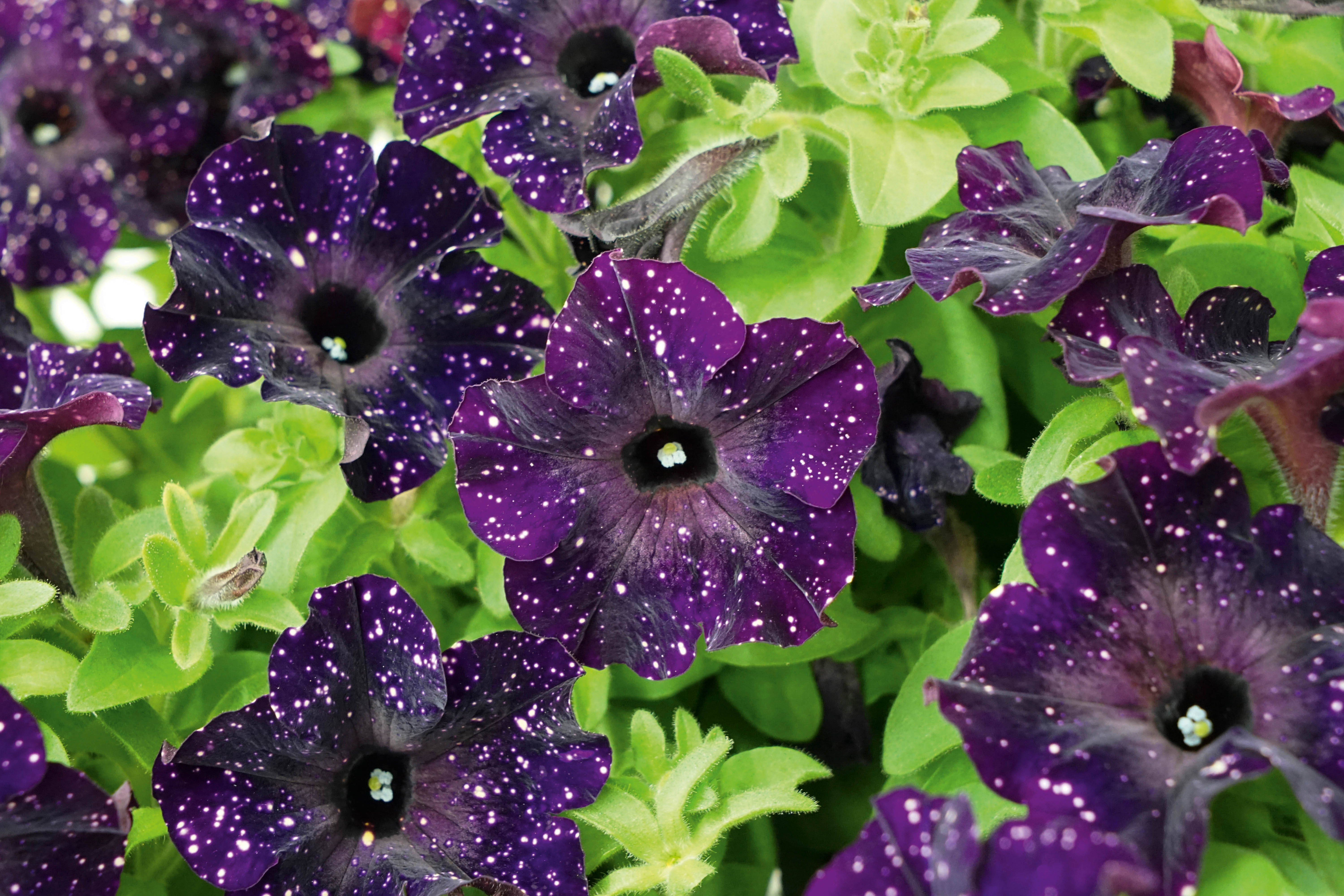 Petunia Sky Family: The Most Instagrammable Petunia!