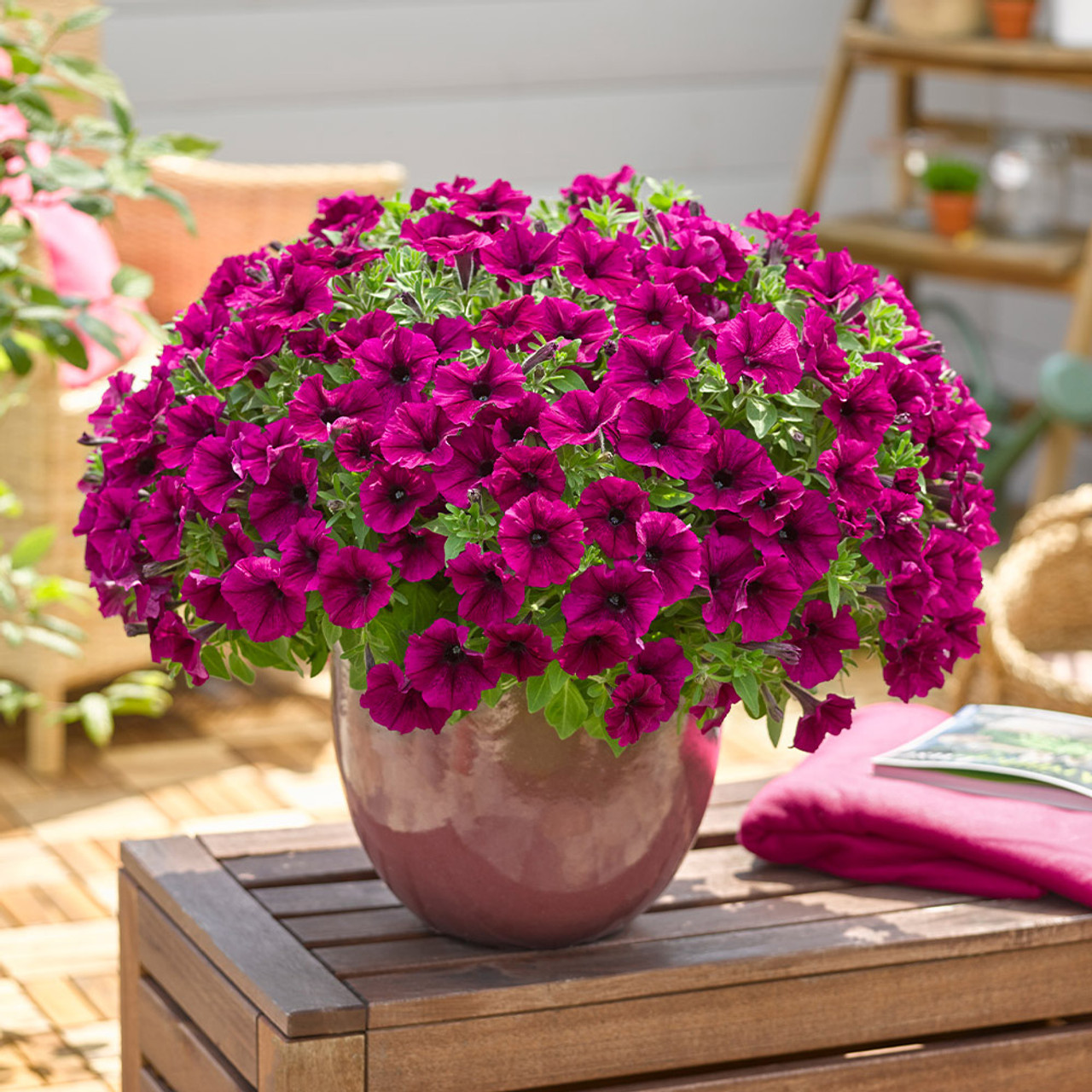 Petunia Patio Go Tunia Collection B