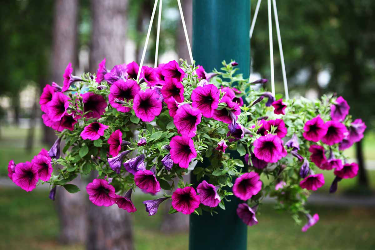 What Are the Different Types of Petunia Plants? | Gardener's Path