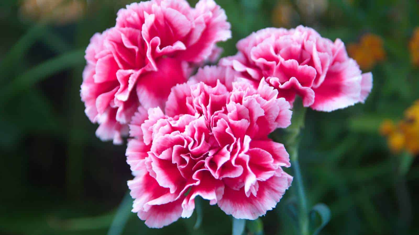 How to Grow and Care for Carnation (Complete Guide)