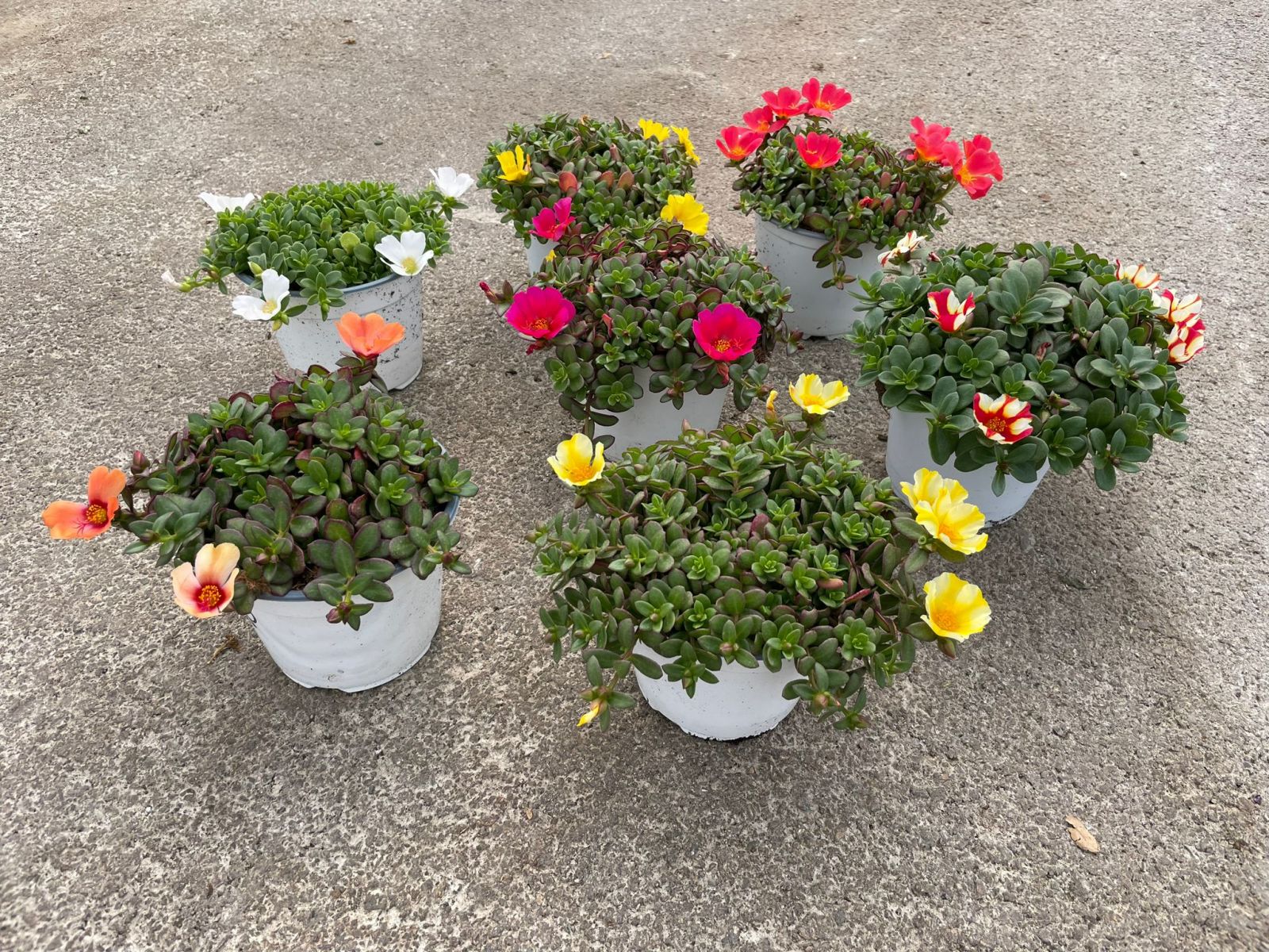 Portulaca | Auricchio & Sons