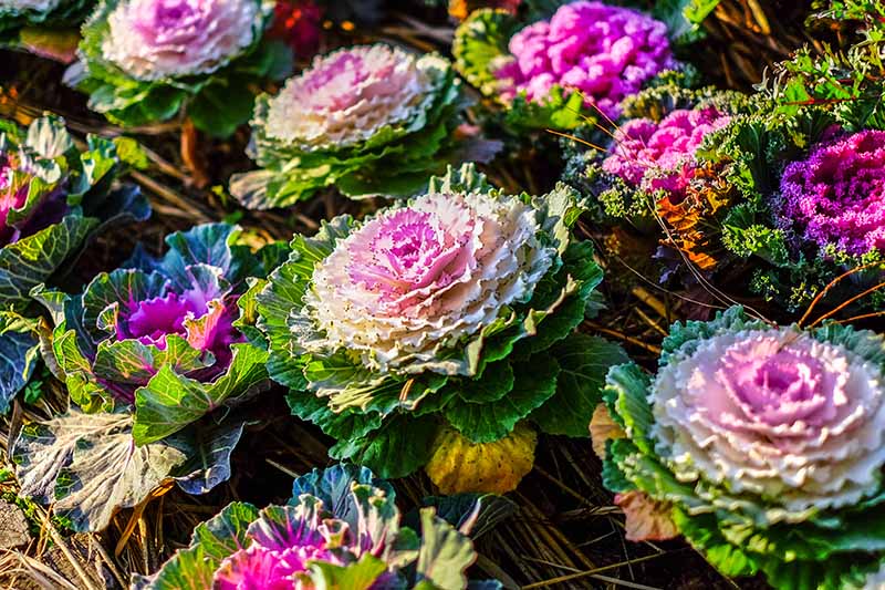 Can You Eat Ornamental Kale? | Gardener's Path