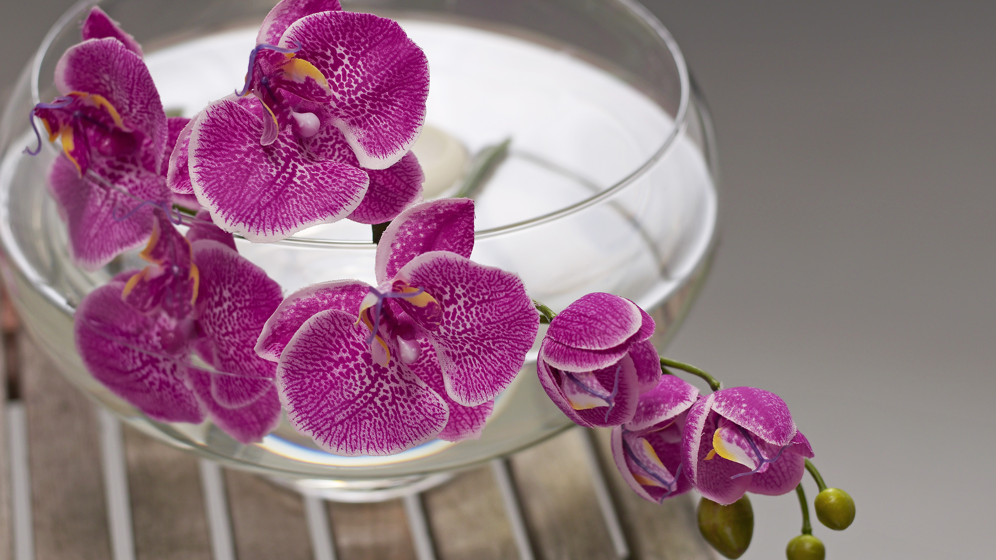 Growing Orchids In Water: An Easy Step-By-Step Guide | Gardening Know How