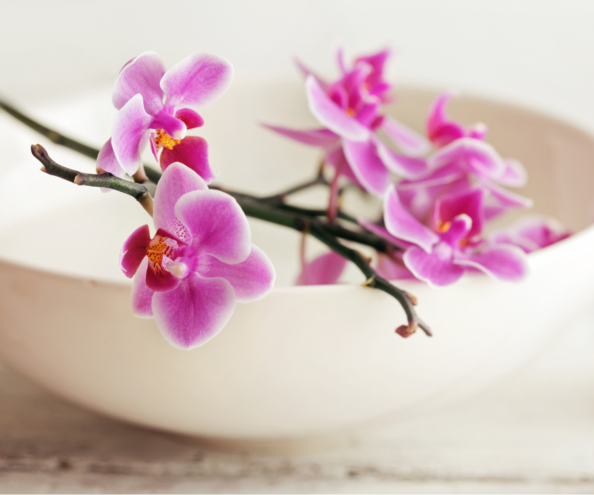 Can you grow orchids in water? How to get exotic…