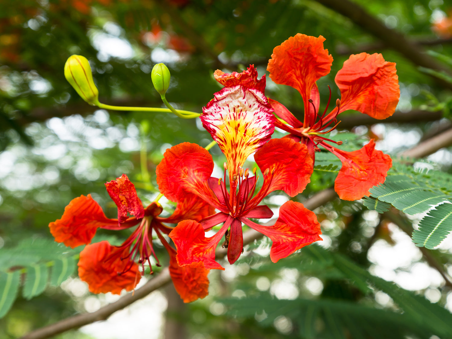 Royal Poinciana Flower Essence | LOTUSWEI