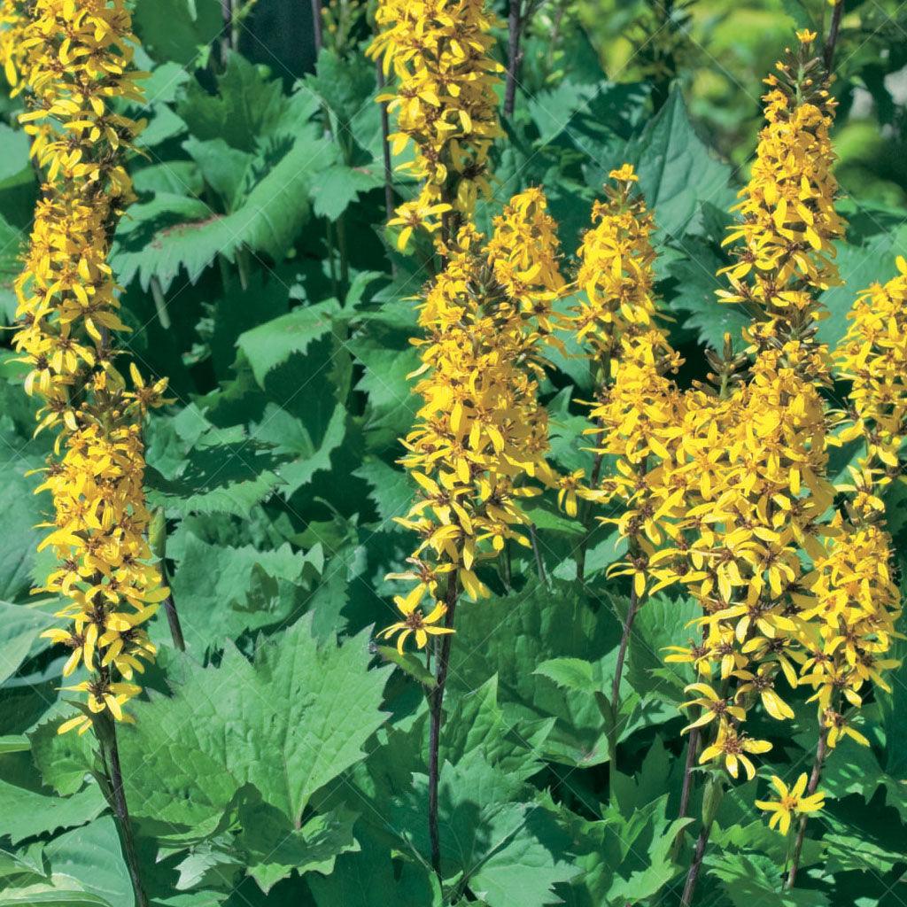 Little Rocket Ligularia # 1 CG - Sheridan Nurseries Online