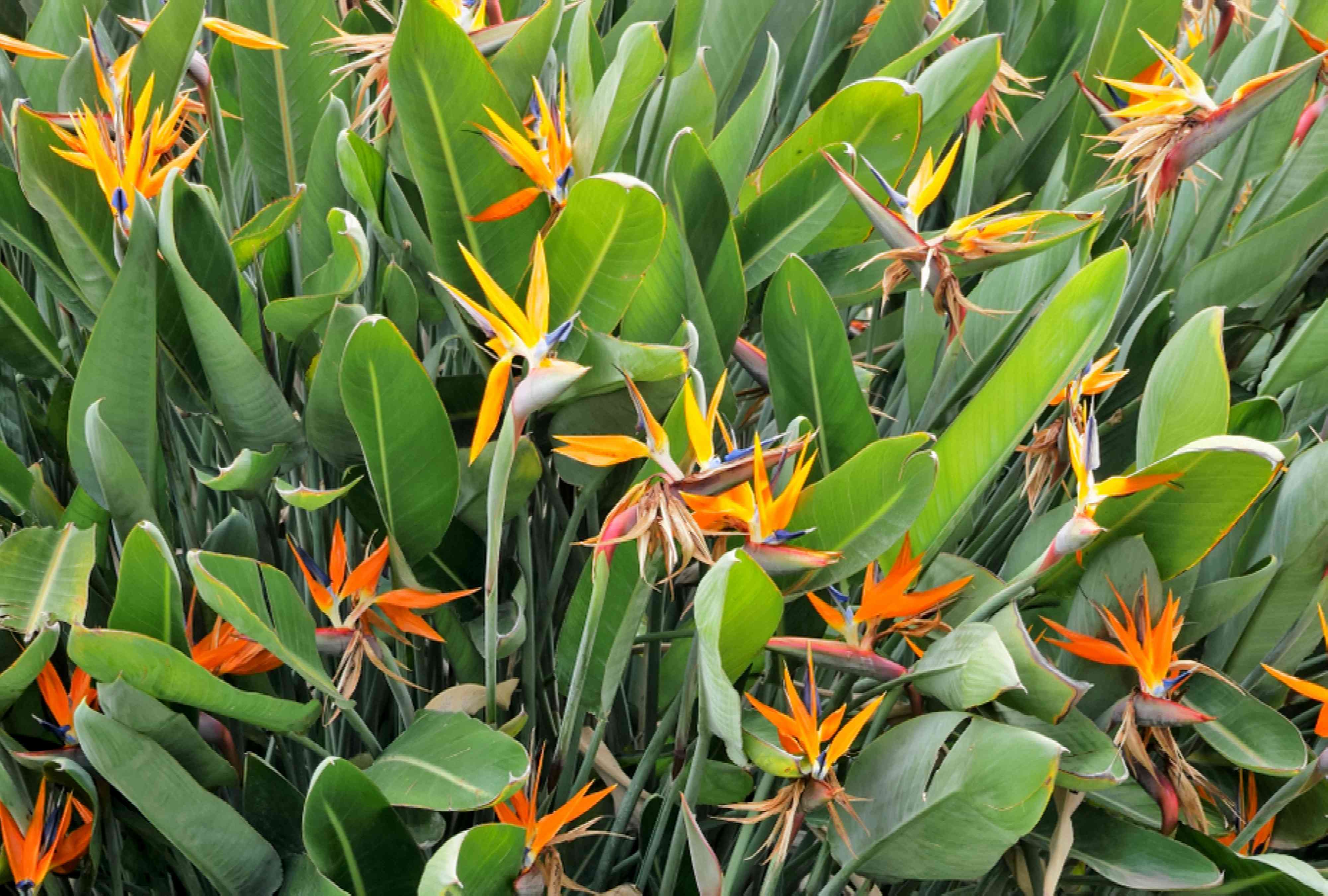 8 Types of Bird of Paradise Plants