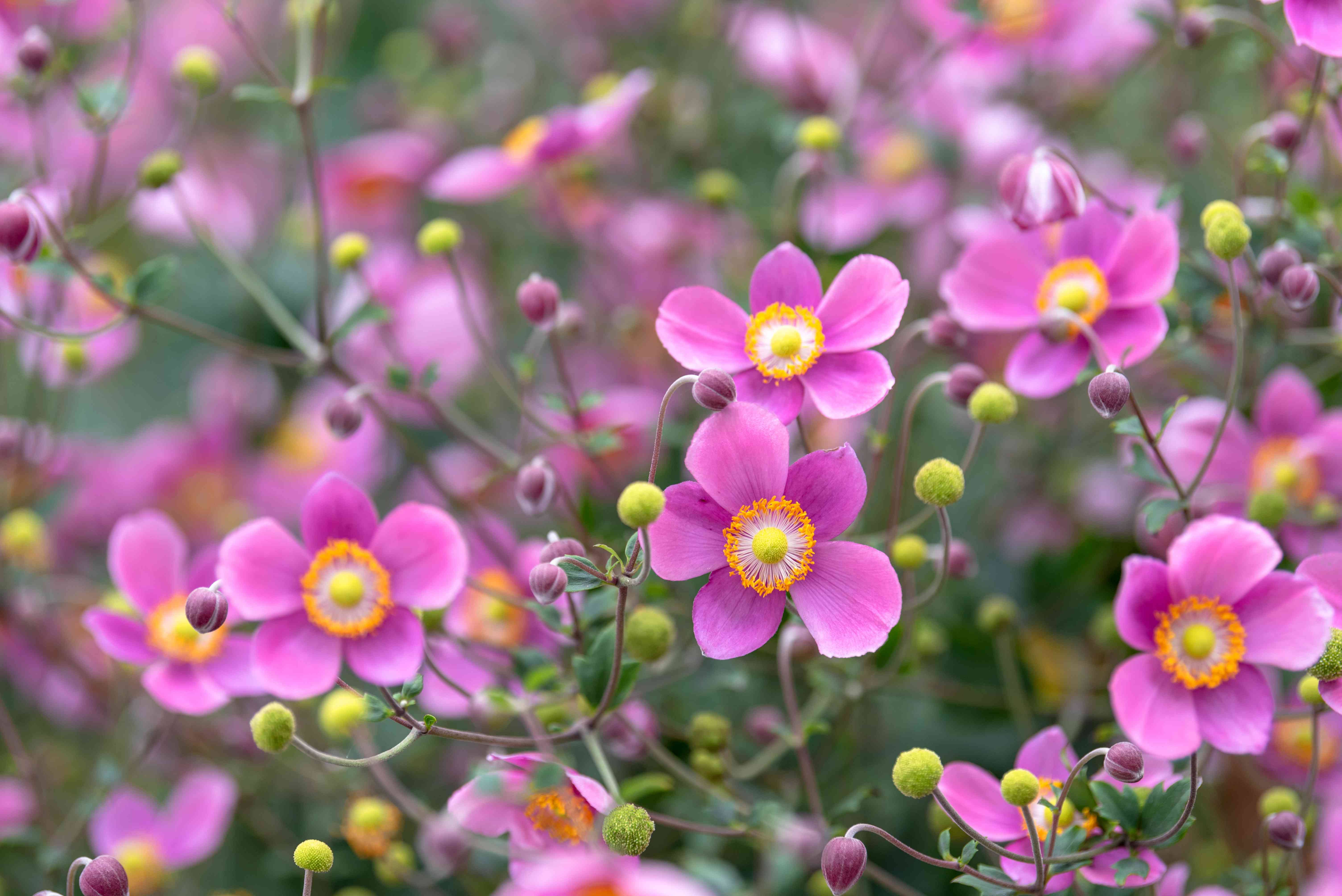 How to Grow and Care for Japanese Anemone