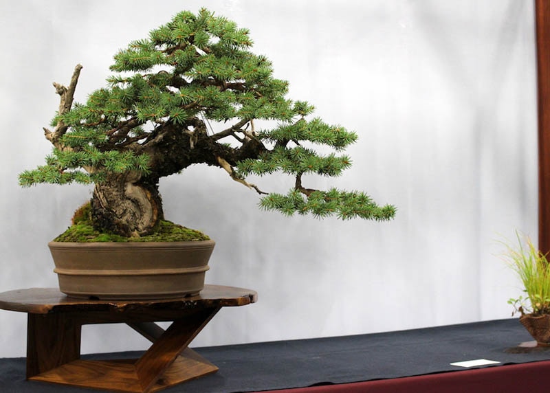 Care guide for the Spruce Bonsai tree (Picea) - Bonsai Empire