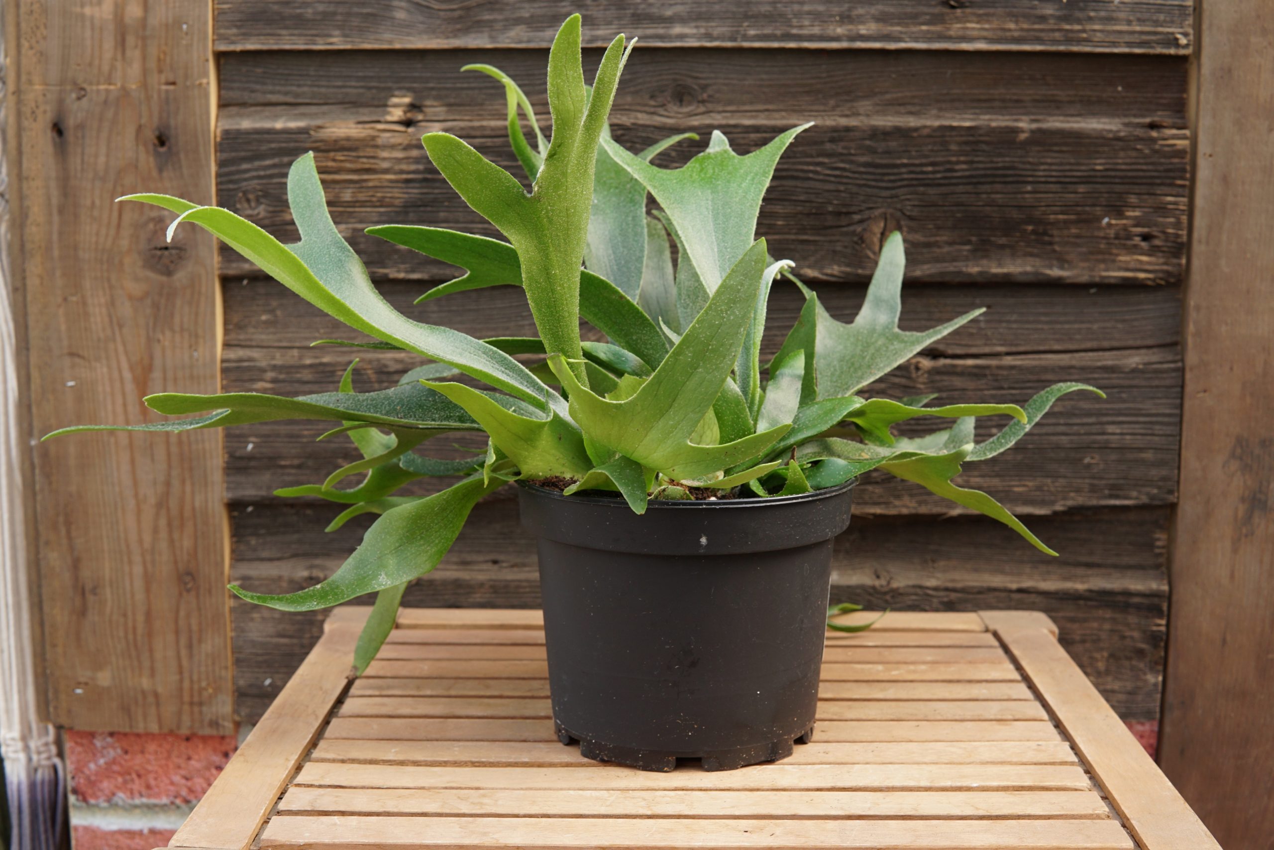 Staghorn Fern • Kiwi Nurseries Ltd