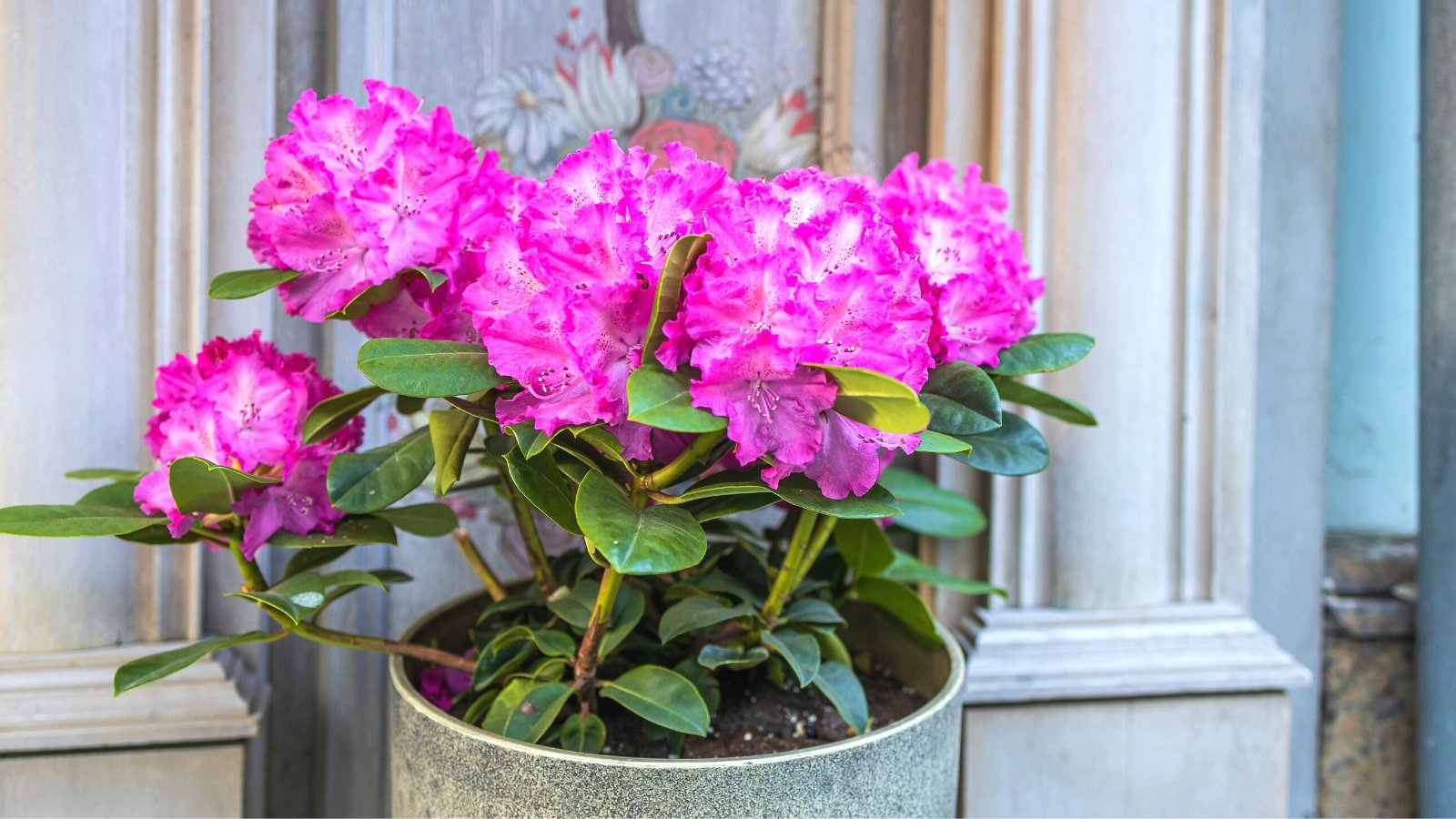 15 Tips For Growing Beautiful Rhododendrons in Containers