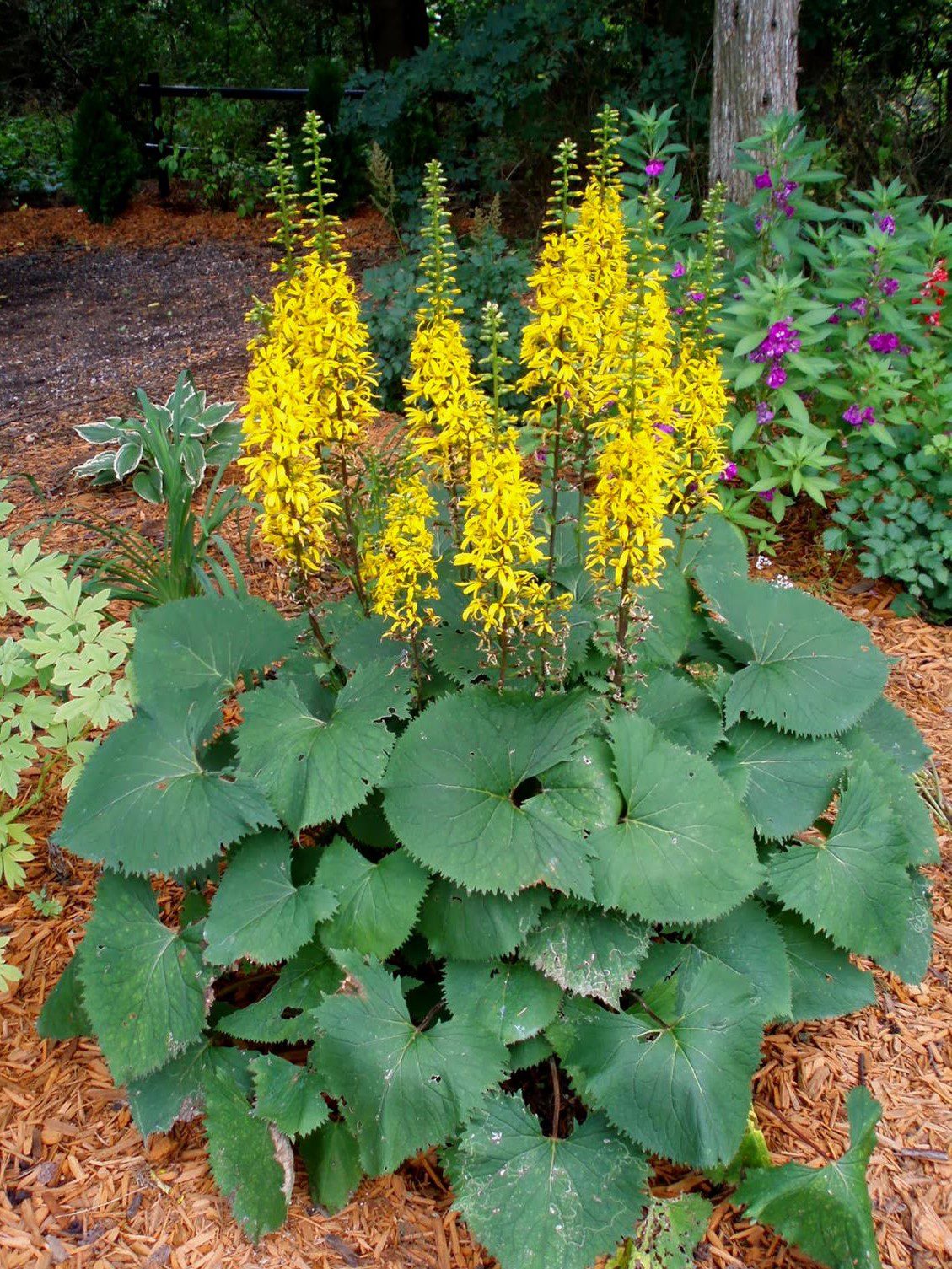 The Rocket Ligularia - Jeffries Nurseries