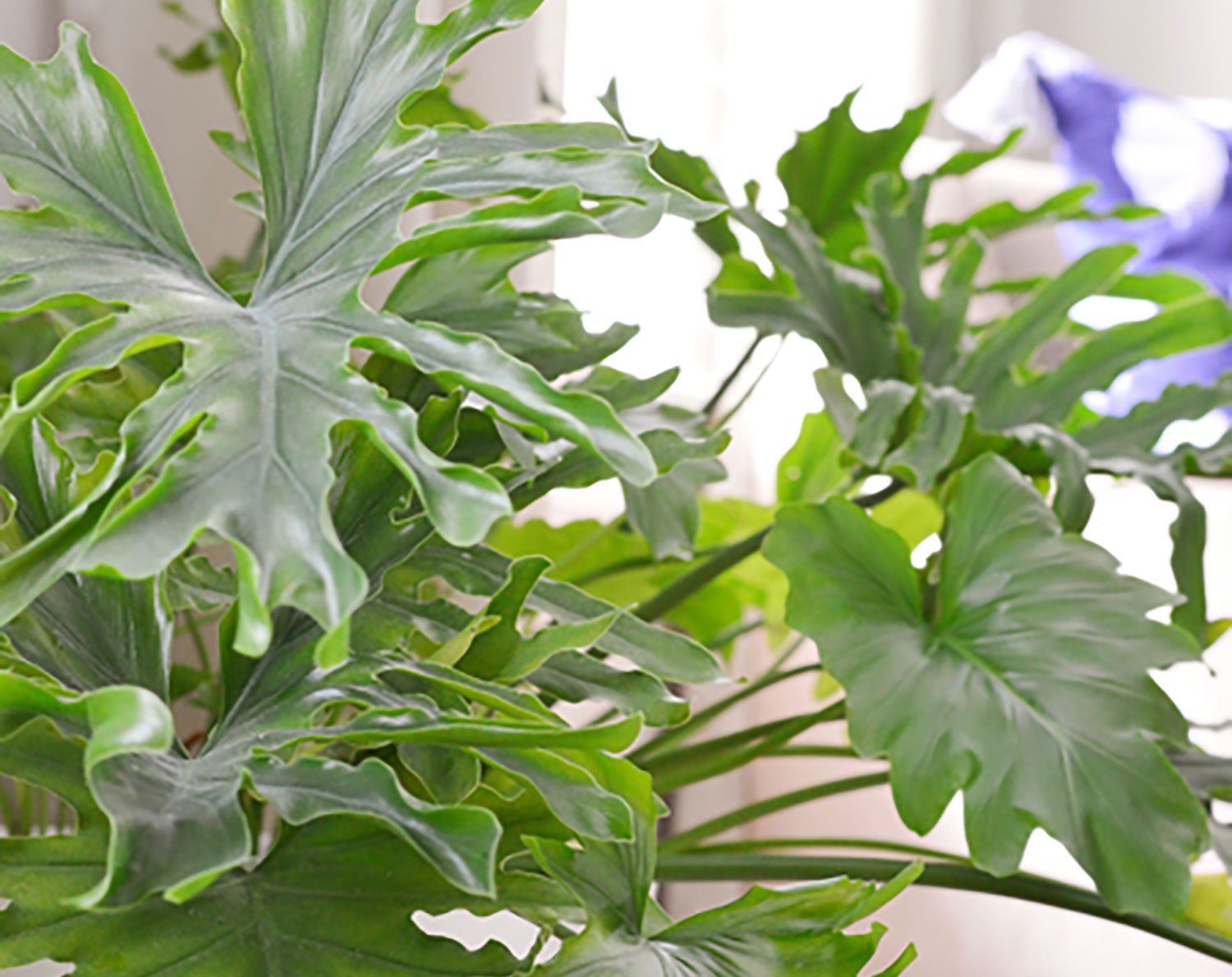 Tree Philodendron - Care Guide | Young House Love